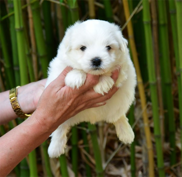 de dame nature - Chiots disponibles - Coton de Tulear
