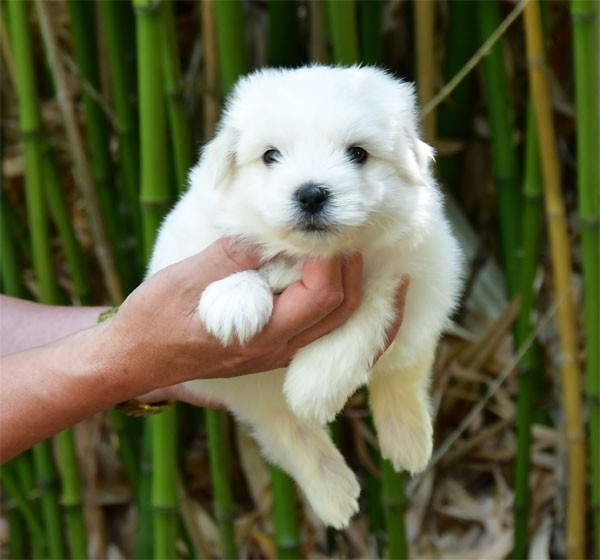 de dame nature - Chiots disponibles - Coton de Tulear