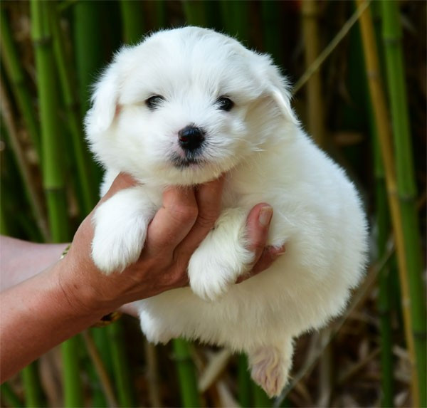 de dame nature - Chiots disponibles - Coton de Tulear