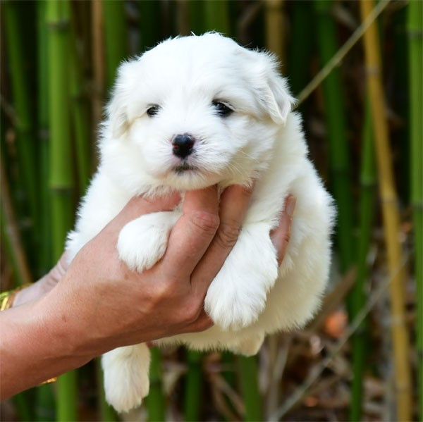 de dame nature - Chiots disponibles - Coton de Tulear