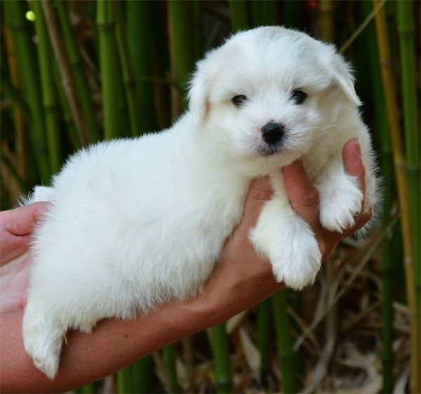de dame nature - Coton de Tulear - Portée née le 17/05/2026