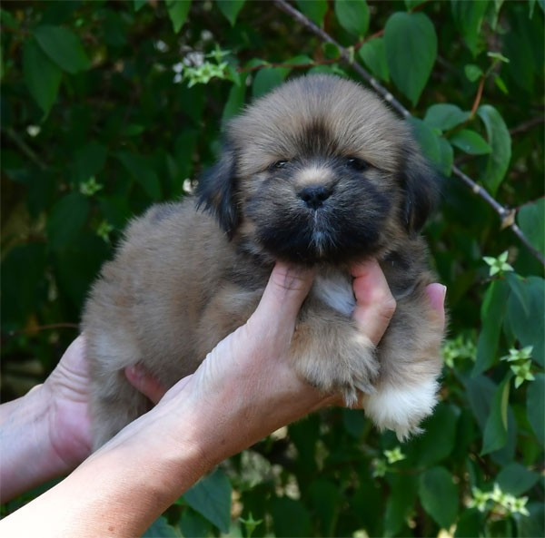 de dame nature - Chiots disponibles - Lhassa Apso