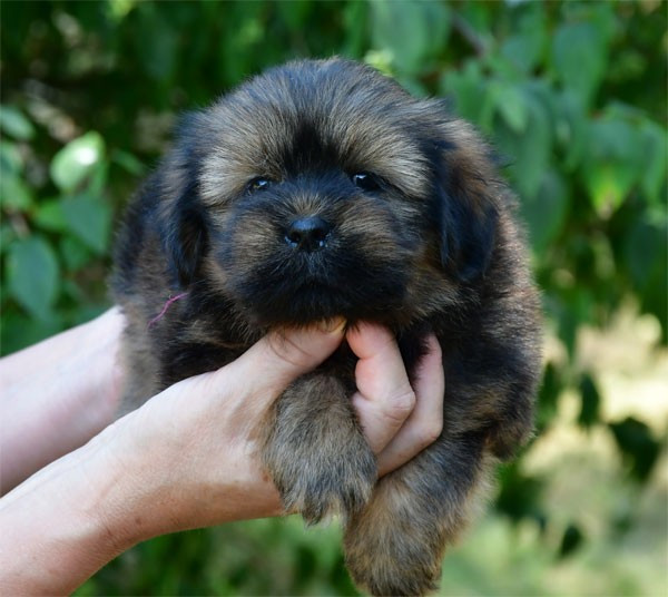 de dame nature - Chiots disponibles - Lhassa Apso