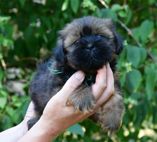de dame nature - Chiots disponibles - Lhassa Apso