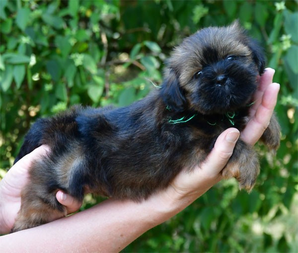 de dame nature - Lhassa Apso - Portée née le 15/05/2026