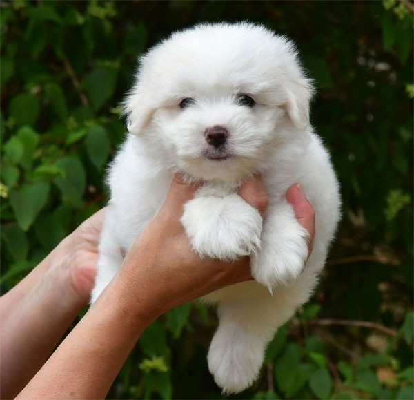 de dame nature - Chiots disponibles - Coton de Tulear