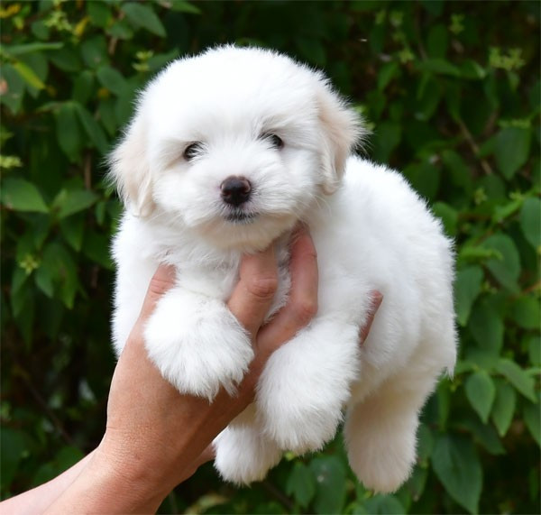 de dame nature - Coton de Tulear - Portée née le 15/05/2026