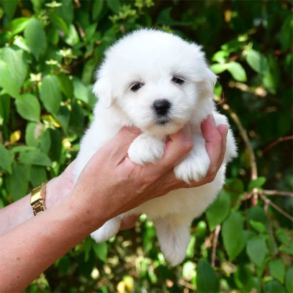 de dame nature - Chiots disponibles - Coton de Tulear