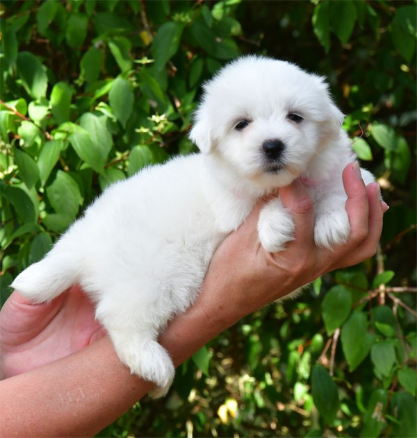 de dame nature - Coton de Tulear - Portée née le 30/05/2026
