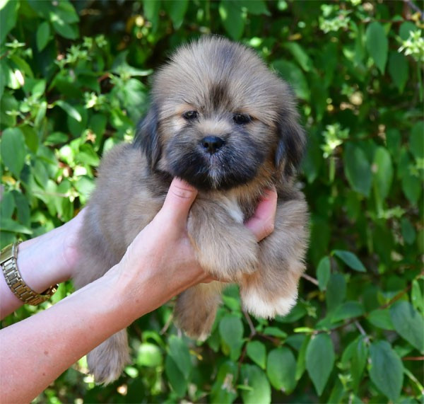 de dame nature - Chiots disponibles - Lhassa Apso