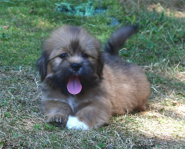 de dame nature - Lhassa Apso - Portée née le 15/05/2026