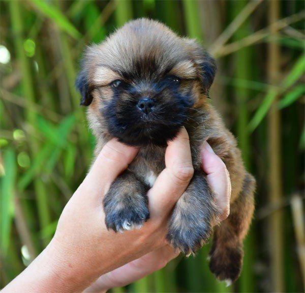 de dame nature - Chiots disponibles - Lhassa Apso