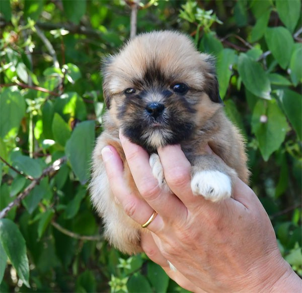 de dame nature - Chiots disponibles - Lhassa Apso