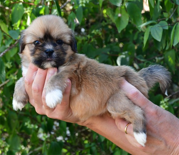 Chiot Lhassa Apso de dame nature