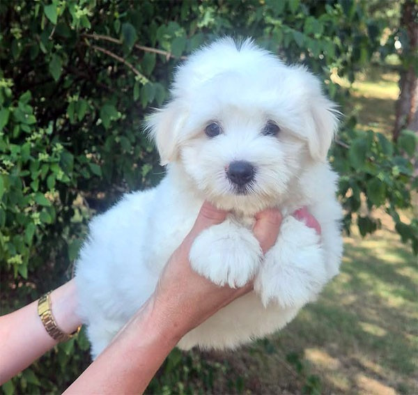 de dame nature - Chiots disponibles - Coton de Tulear