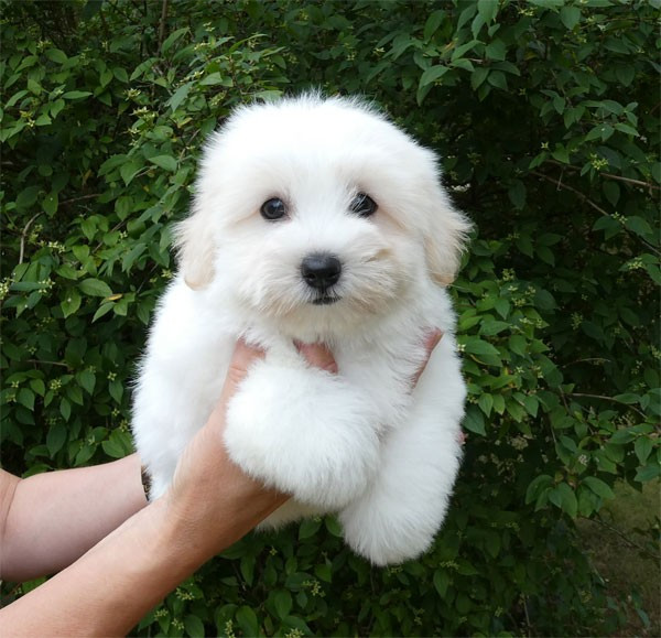 de dame nature - Chiots disponibles - Coton de Tulear