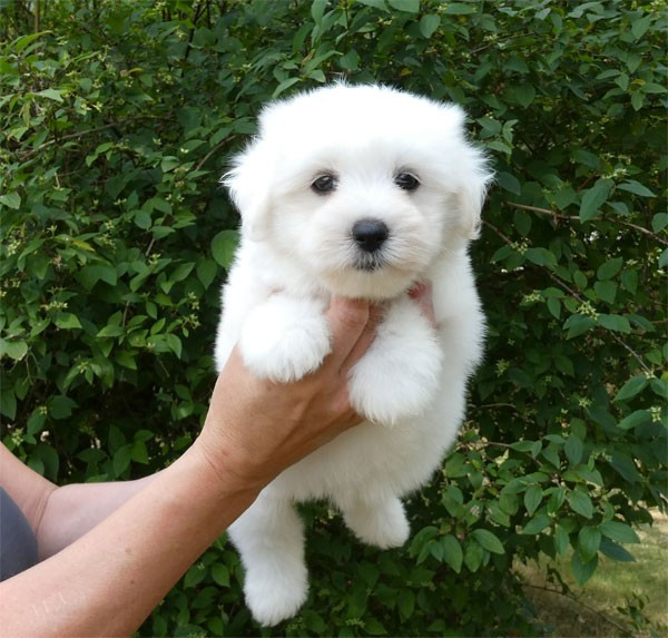 de dame nature - Chiots disponibles - Coton de Tulear