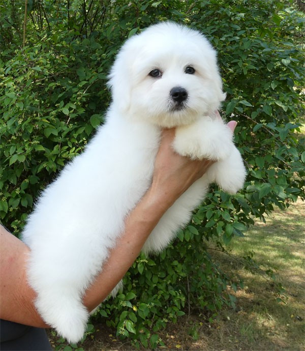 de dame nature - Chiots disponibles - Coton de Tulear