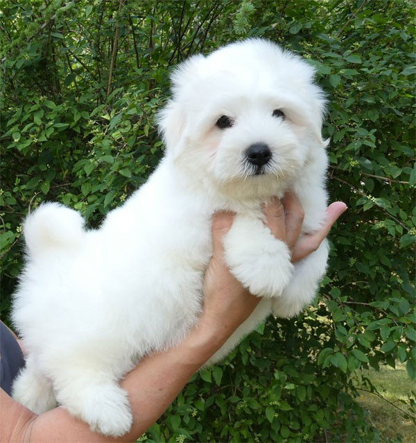 de dame nature - Coton de Tulear - Portée née le 17/05/2026