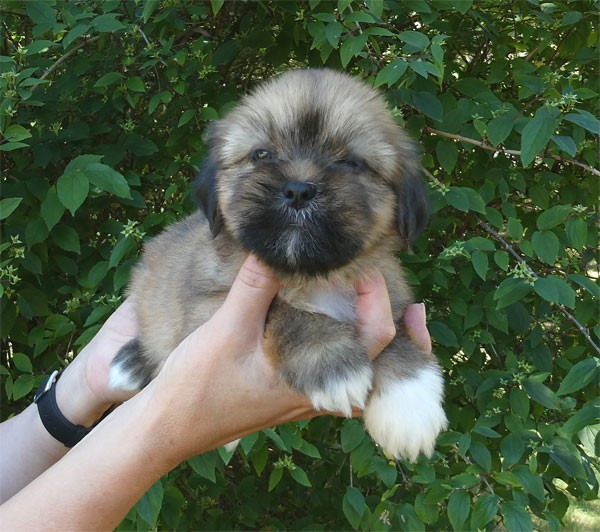 de dame nature - Chiots disponibles - Lhassa Apso