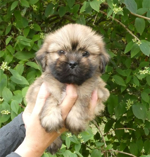 de dame nature - Chiots disponibles - Lhassa Apso