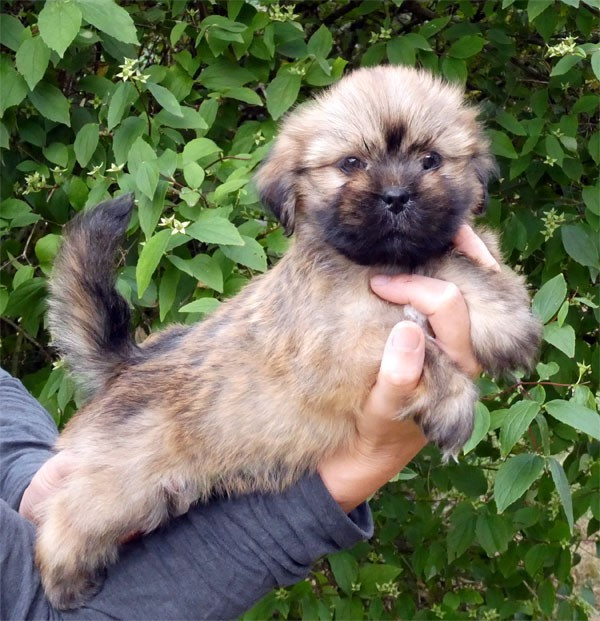 Chiot Lhassa Apso de dame nature