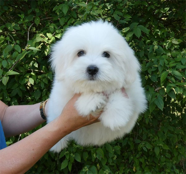 de dame nature - Chiots disponibles - Coton de Tulear