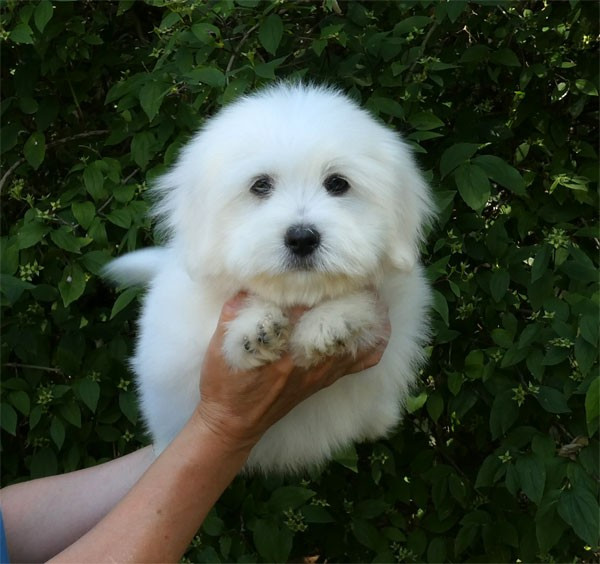 de dame nature - Chiots disponibles - Coton de Tulear