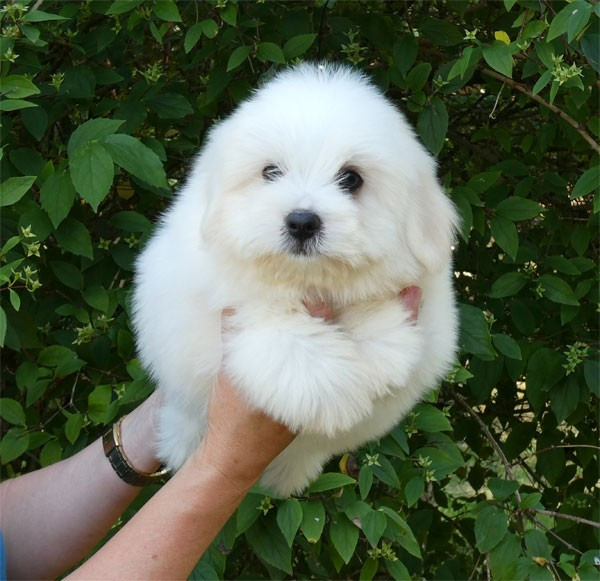 Chiot Coton de Tulear de dame nature
