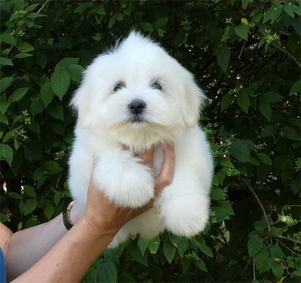 de dame nature - Chiots disponibles - Coton de Tulear