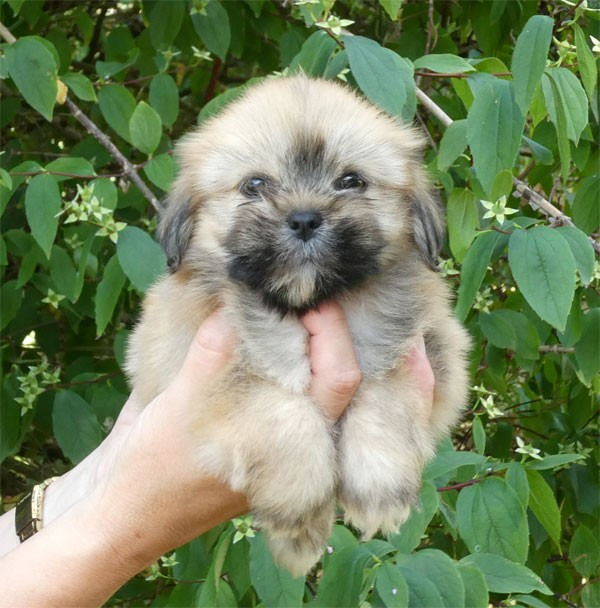 de dame nature - Chiots disponibles - Lhassa Apso