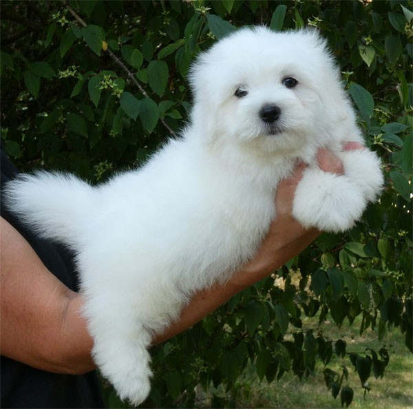 de dame nature - Chiots disponibles - Coton de Tulear