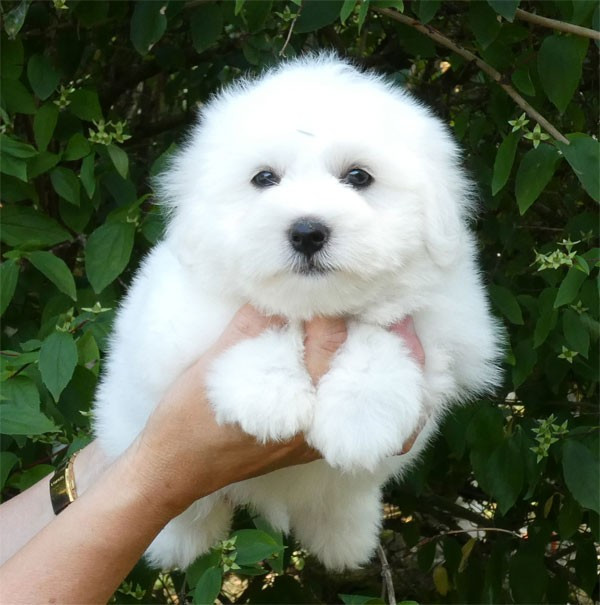 de dame nature - Chiots disponibles - Coton de Tulear