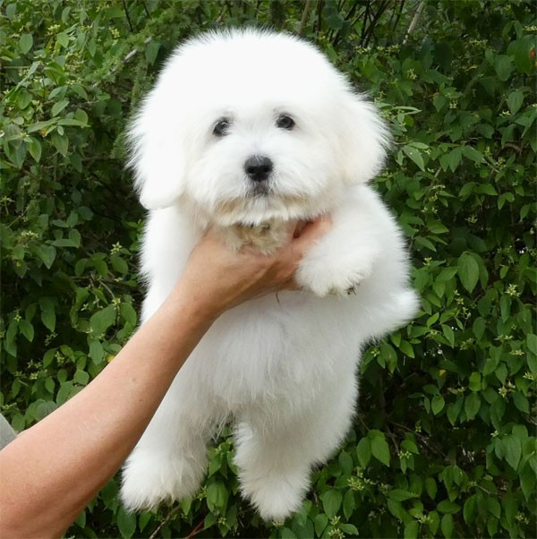 de dame nature - Chiots disponibles - Coton de Tulear