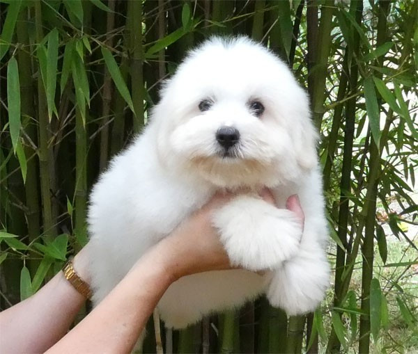 de dame nature - Chiots disponibles - Coton de Tulear