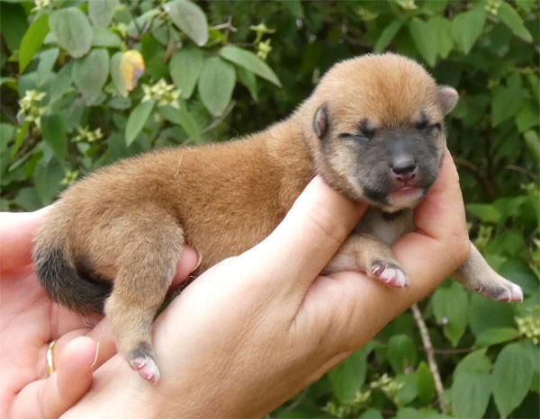 de dame nature - Chiots disponibles - Shiba
