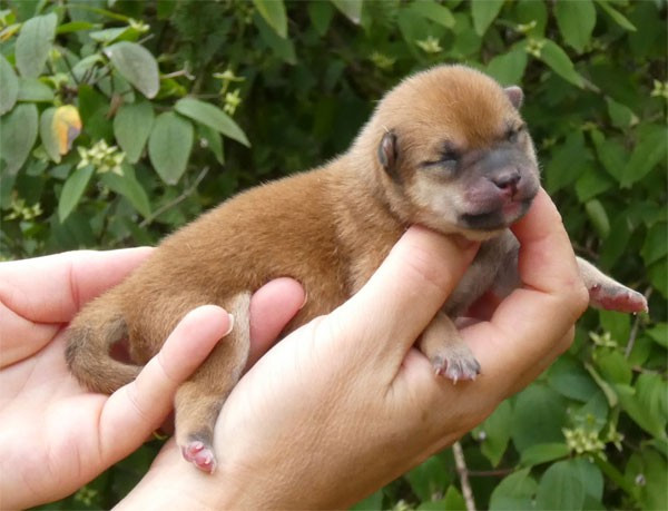 de dame nature - Chiots disponibles - Shiba
