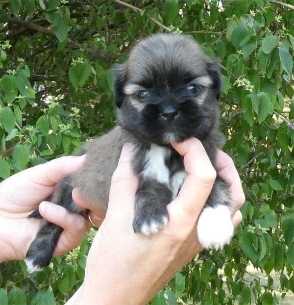de dame nature - Chiots disponibles - Lhassa Apso