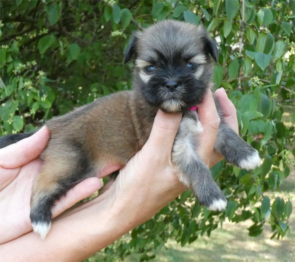 de dame nature - Chiots disponibles - Lhassa Apso