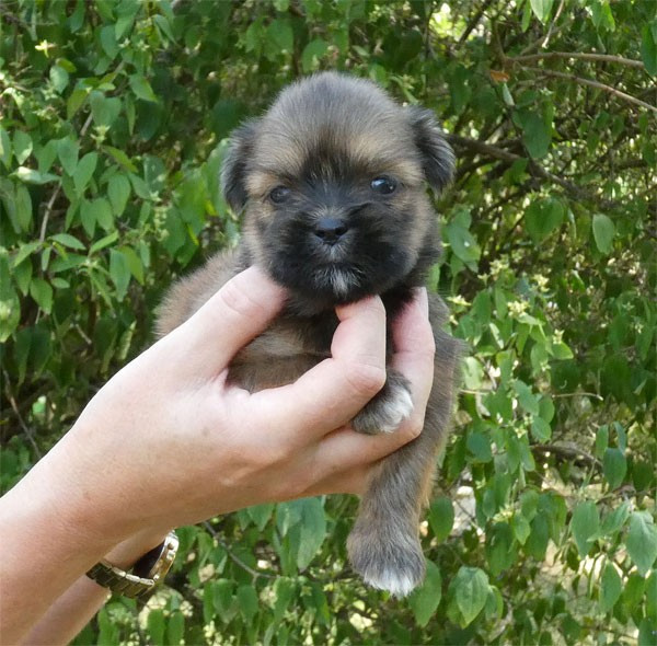 de dame nature - Chiots disponibles - Lhassa Apso
