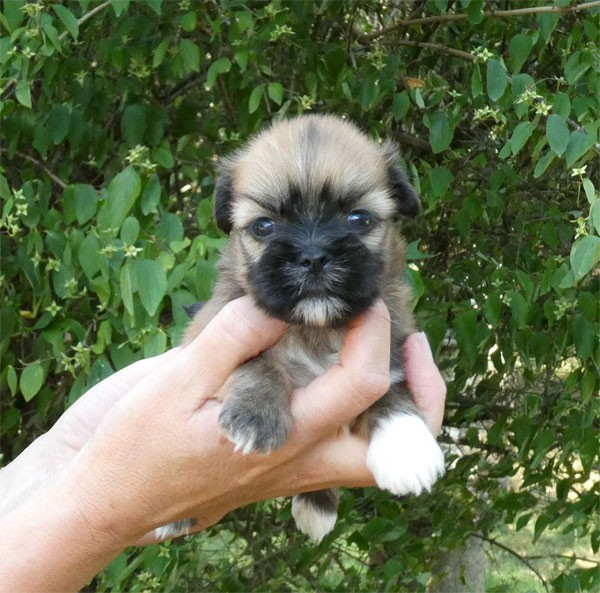 de dame nature - Chiots disponibles - Lhassa Apso