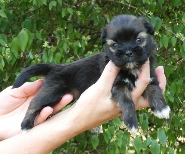 de dame nature - Chiots disponibles - Lhassa Apso