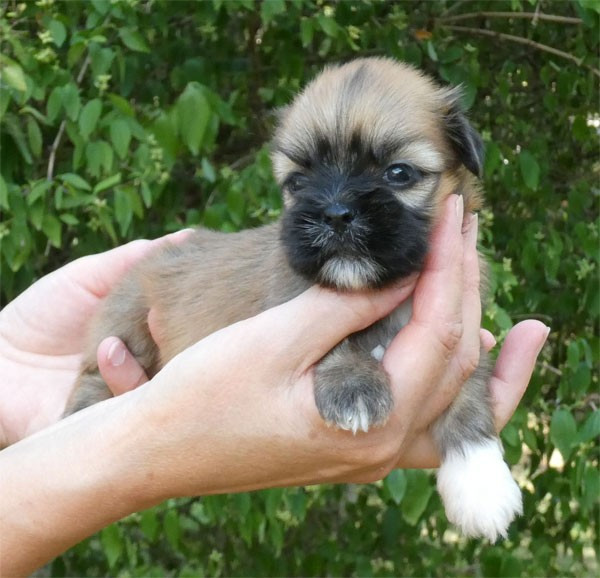 Chiot Lhassa Apso de dame nature