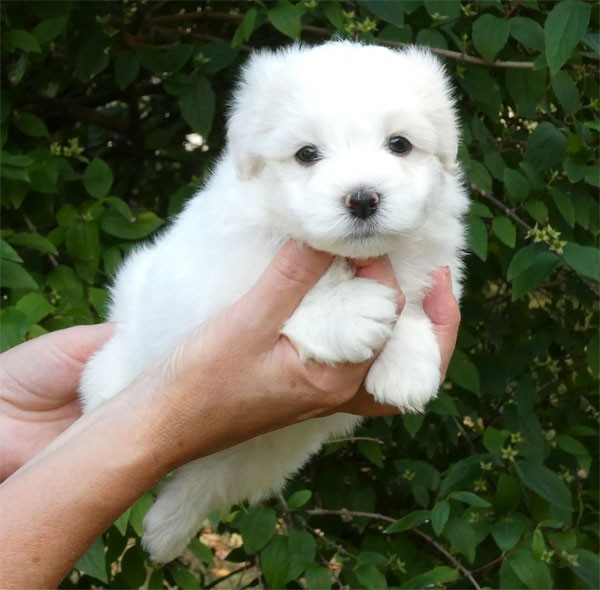 de dame nature - Chiots disponibles - Coton de Tulear