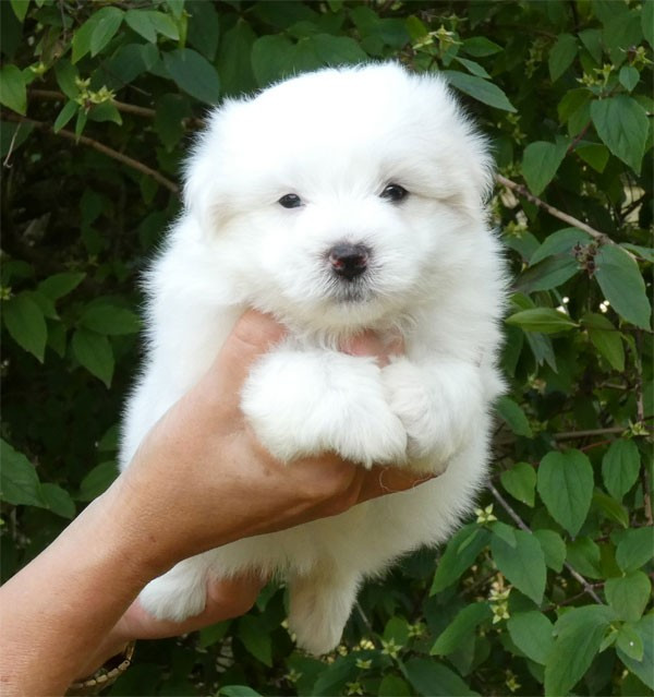 de dame nature - Chiots disponibles - Coton de Tulear