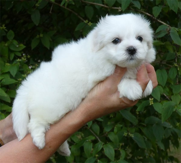 de dame nature - Chiots disponibles - Coton de Tulear