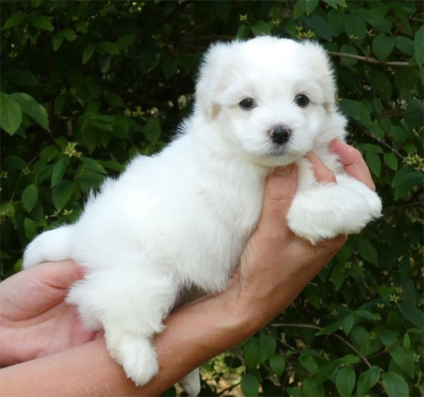 Chiot Coton de Tulear de dame nature