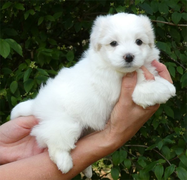 de dame nature - Chiots disponibles - Coton de Tulear