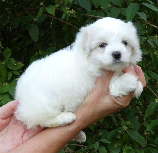 de dame nature - Chiots disponibles - Coton de Tulear