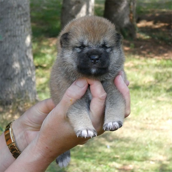 de dame nature - Chiots disponibles - Shiba
